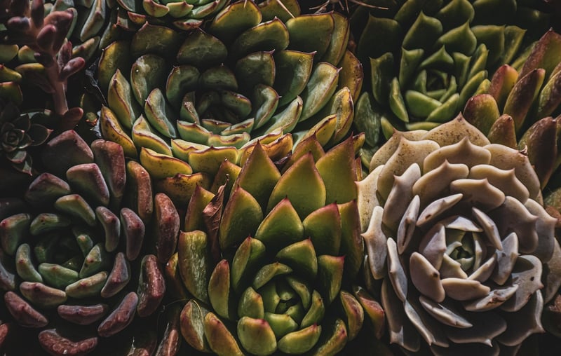 Indoor Plants